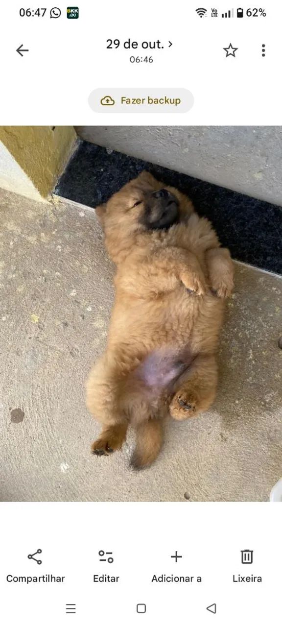 Chow Chow de três meses a venda 1.000 tem conversa