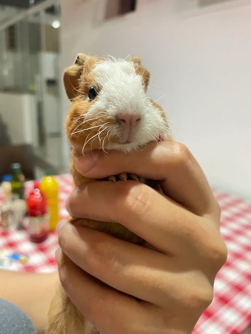 Porquinhos da índia  - Foto 2