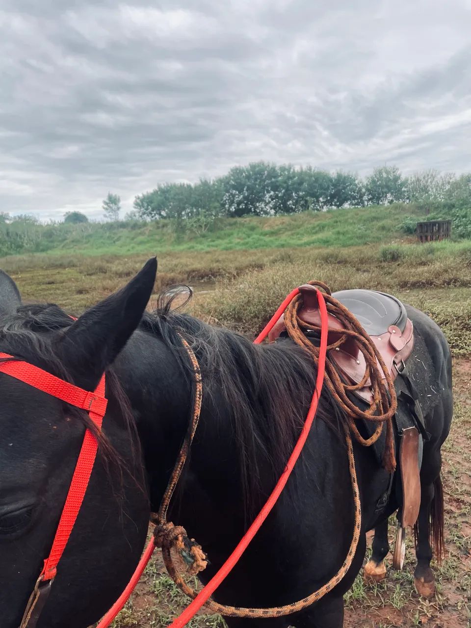 Cavalo  - Foto 5