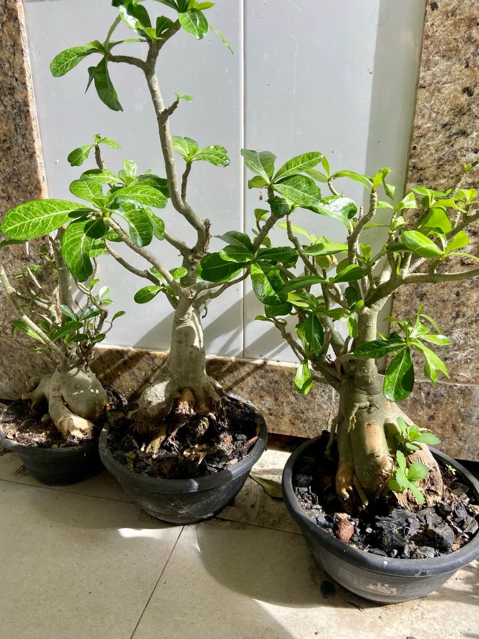 Rosas do deserto  - Foto 3