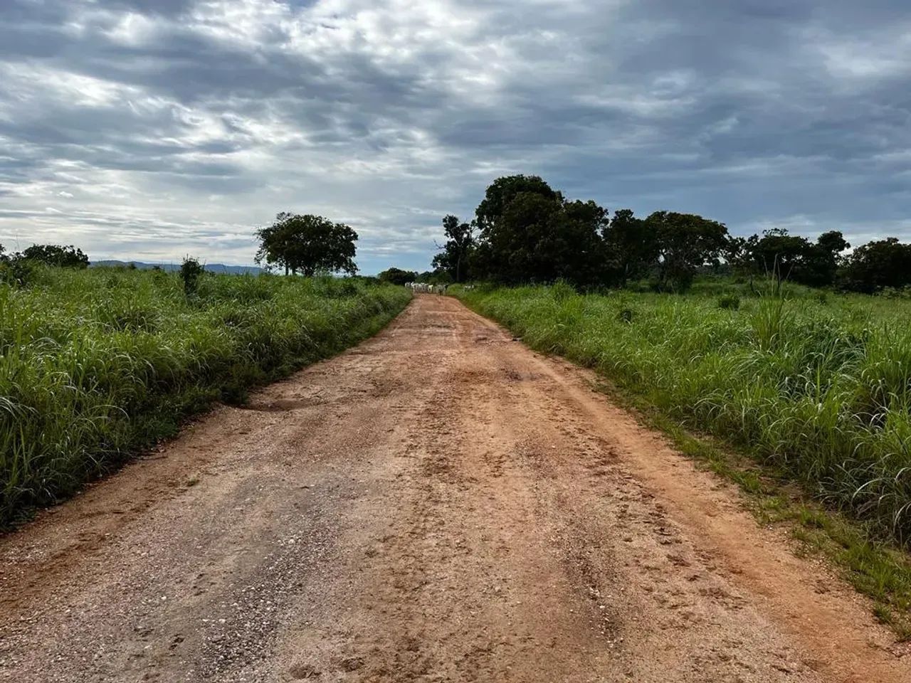 Fazenda a venda, em Monte Alegre de Goias! - Foto 5