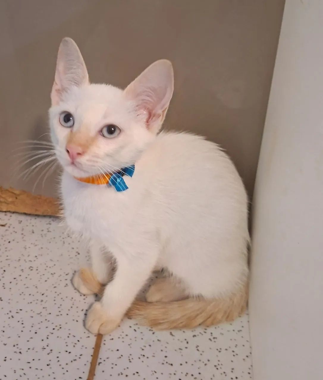 Adote o Miguel!!!! - Foto 4