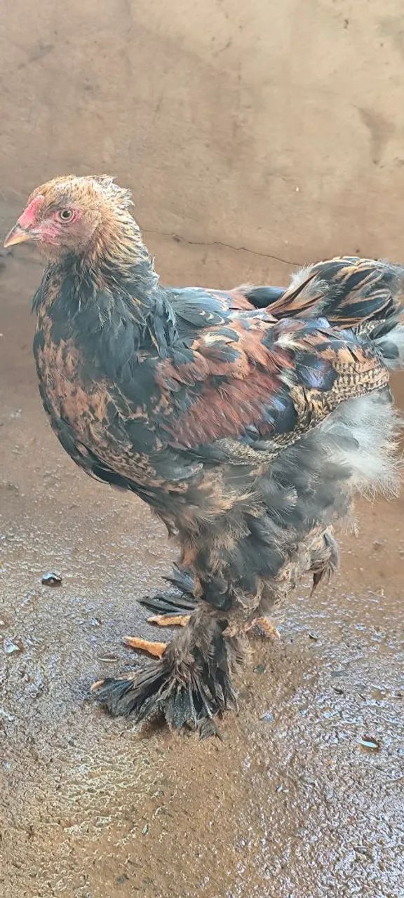 2 franguinhos brahma