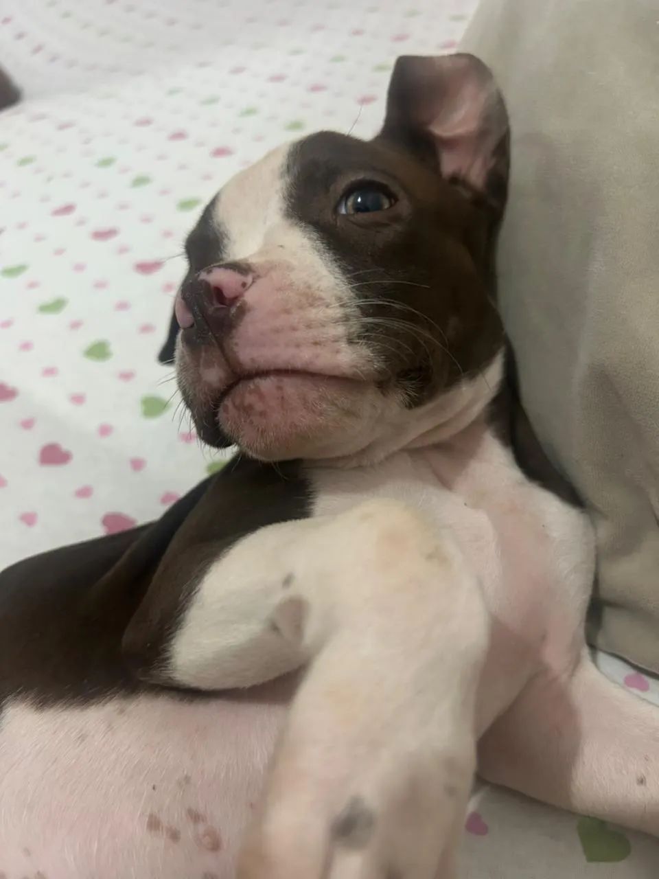 Filhote pitbul - Foto 2