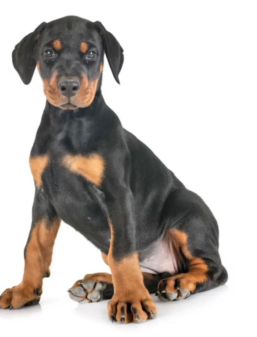 Doberman filhotes  - Foto 2