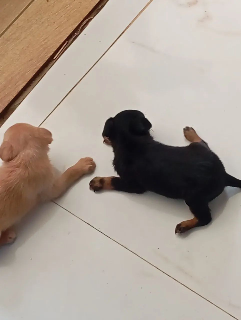 Filhotes de pinscher  - Foto 3