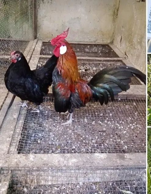 Não 