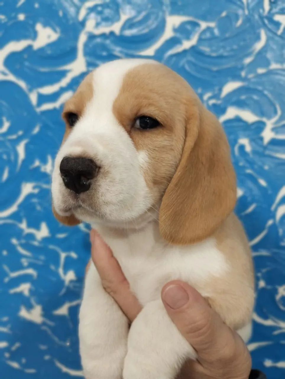 Filhotes de beagle - Foto 5