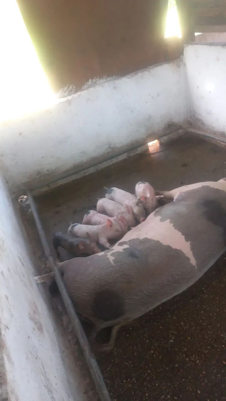 Vendo 2 matriz com 16 Leitões  - Foto 5