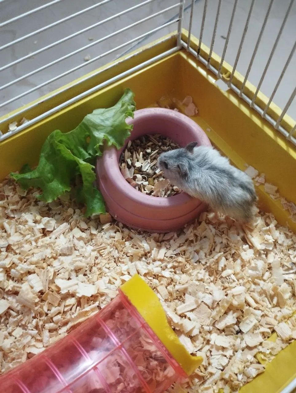 Vendo filhotes de hamister anão russo - Foto 3