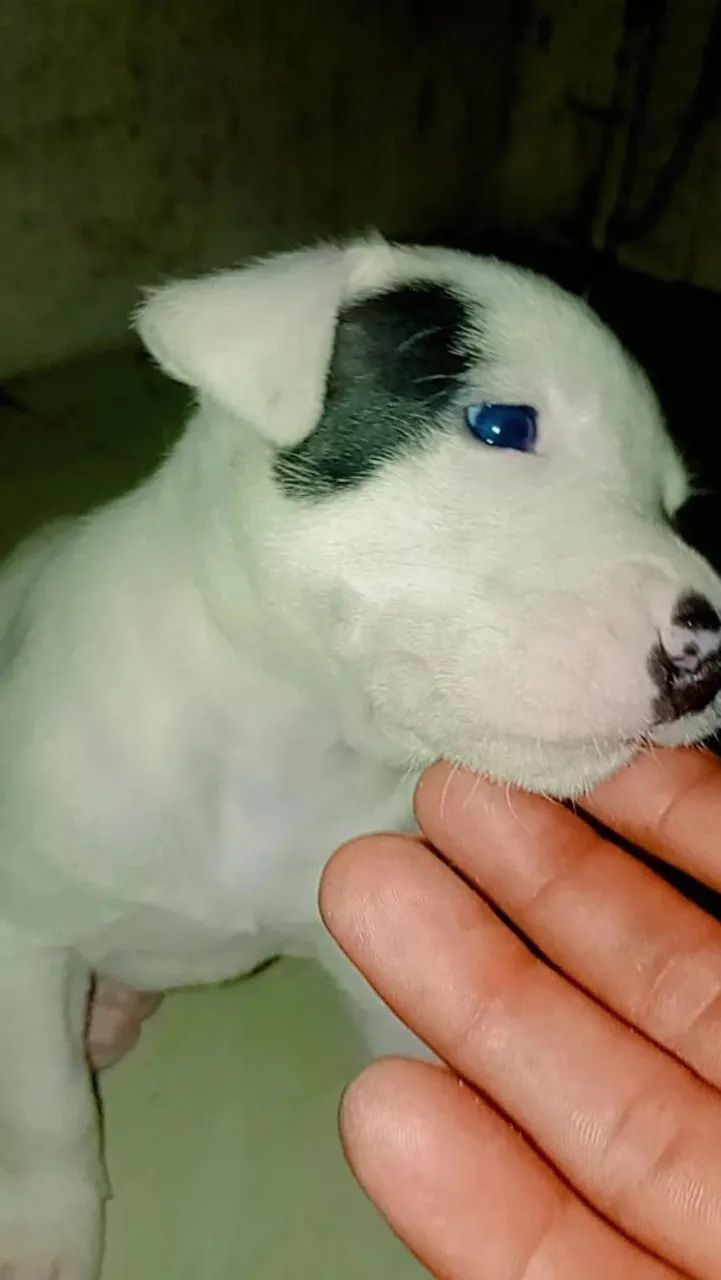 Pit Bull filhotes  - Foto 3