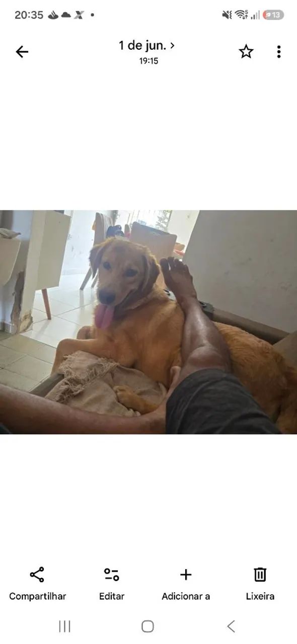 Filhote labrador 400,00