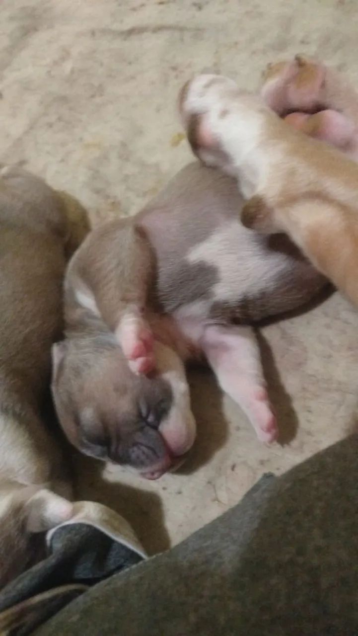 American Bully disponíveis  - Foto 4