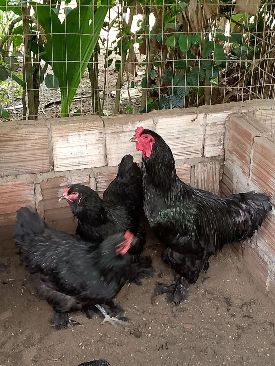 Pintos disponivel