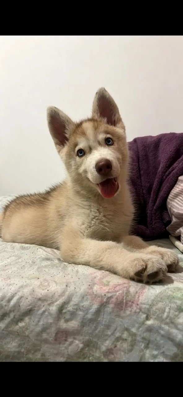 Husky siberiano 