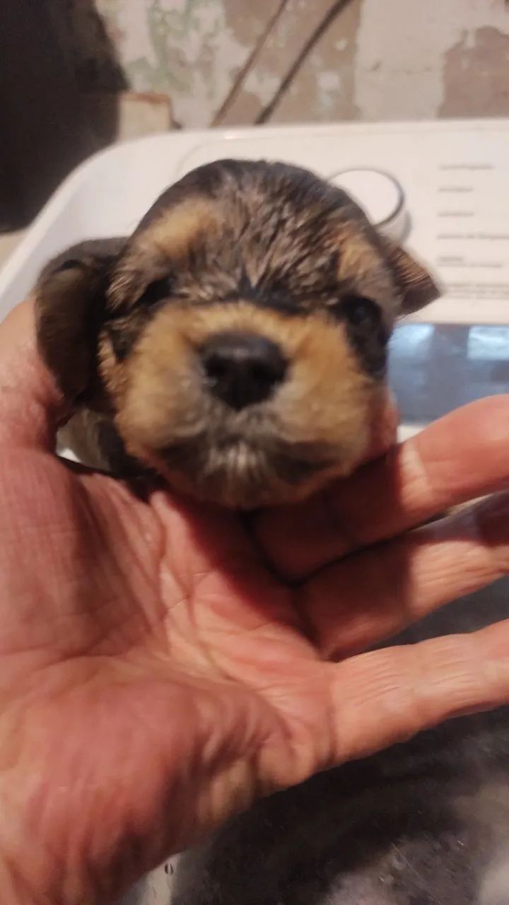 Vendo