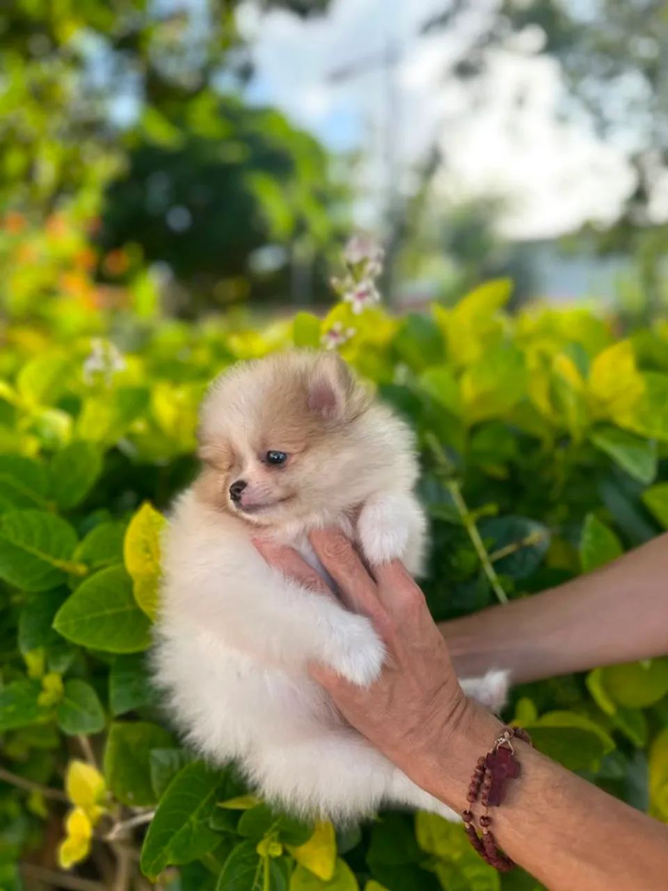 Belíssimo.macho de spitz - Foto 5