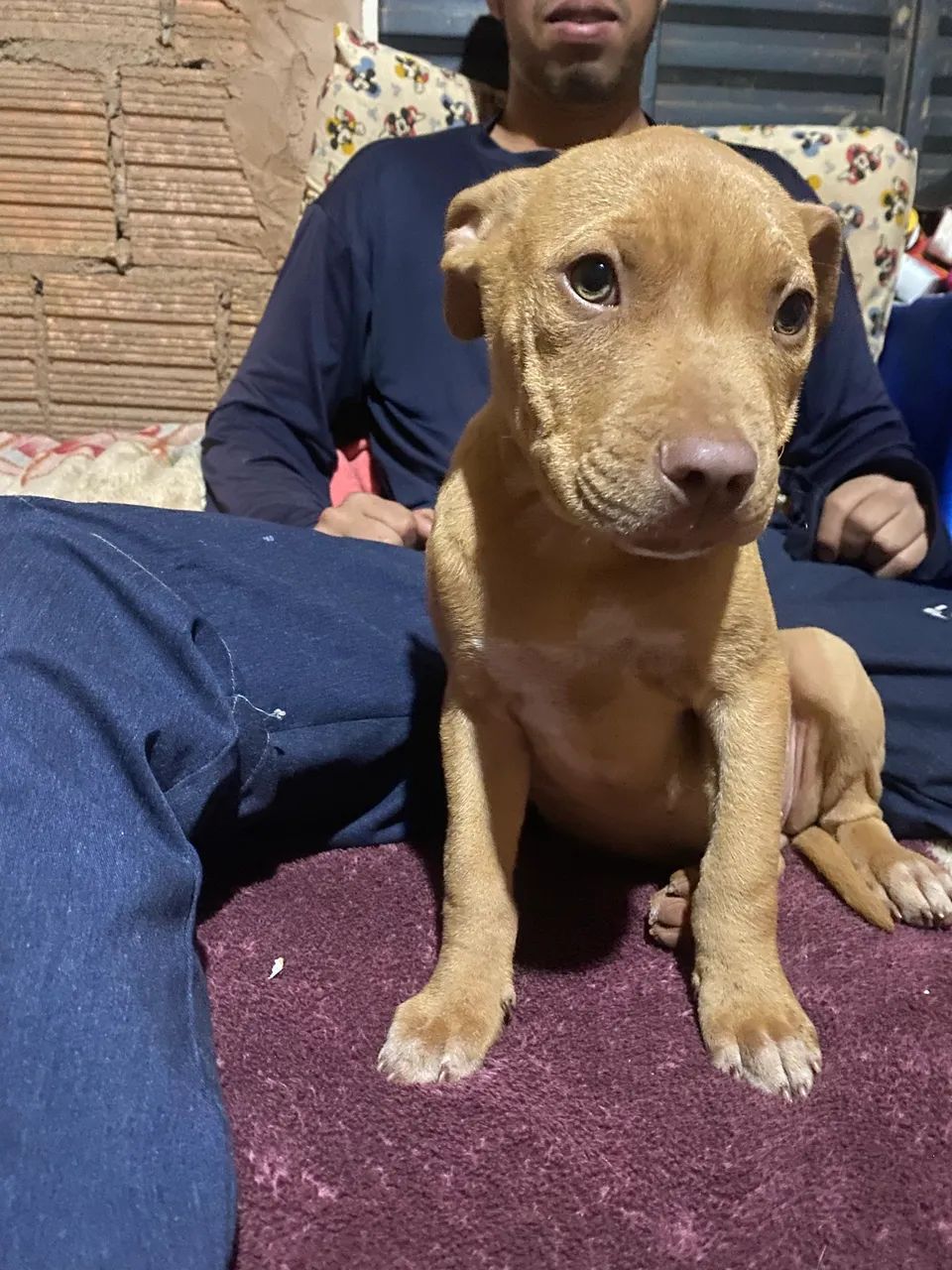 Pet - Foto 3