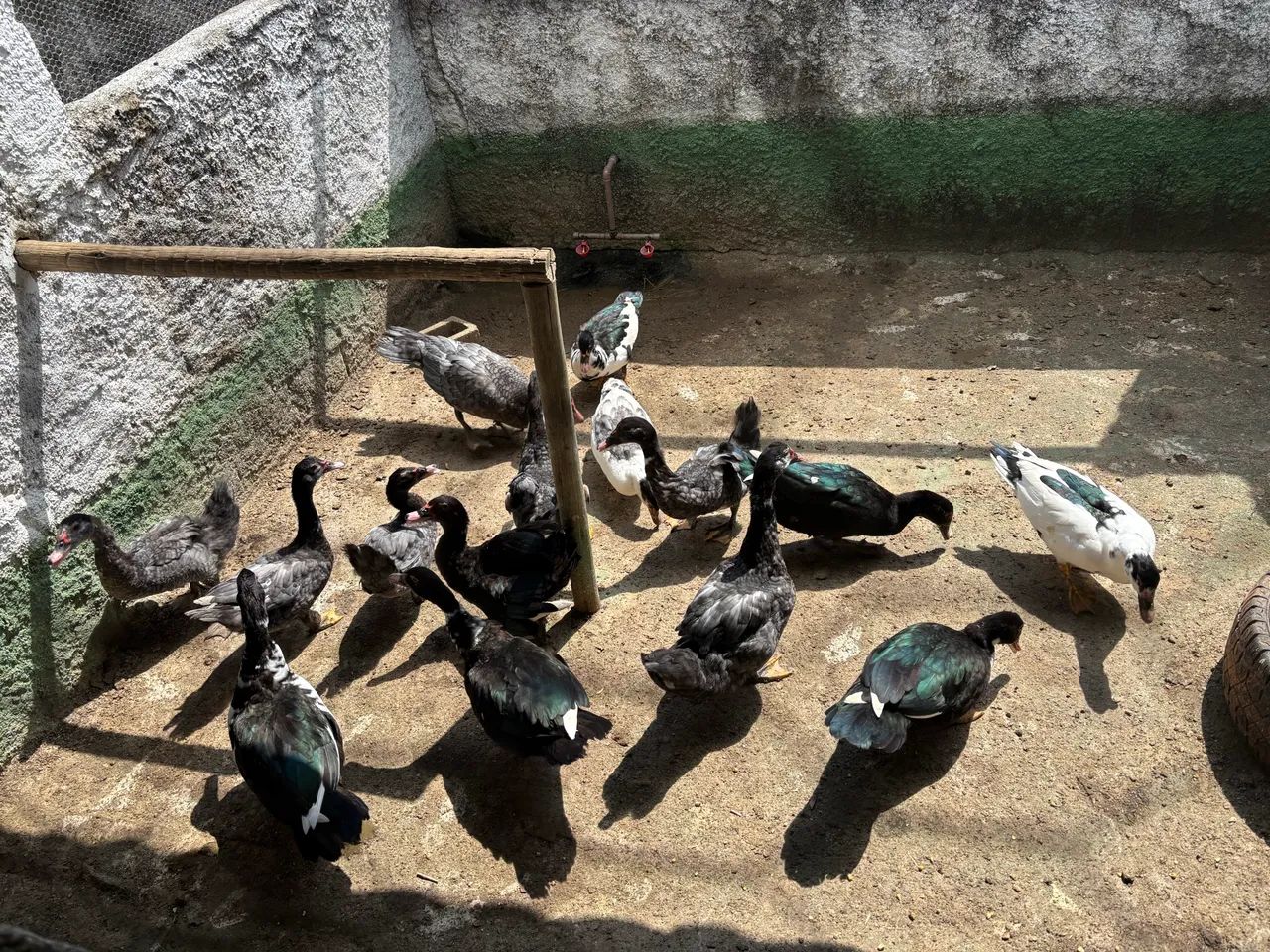 Patos jovens  - Foto 2