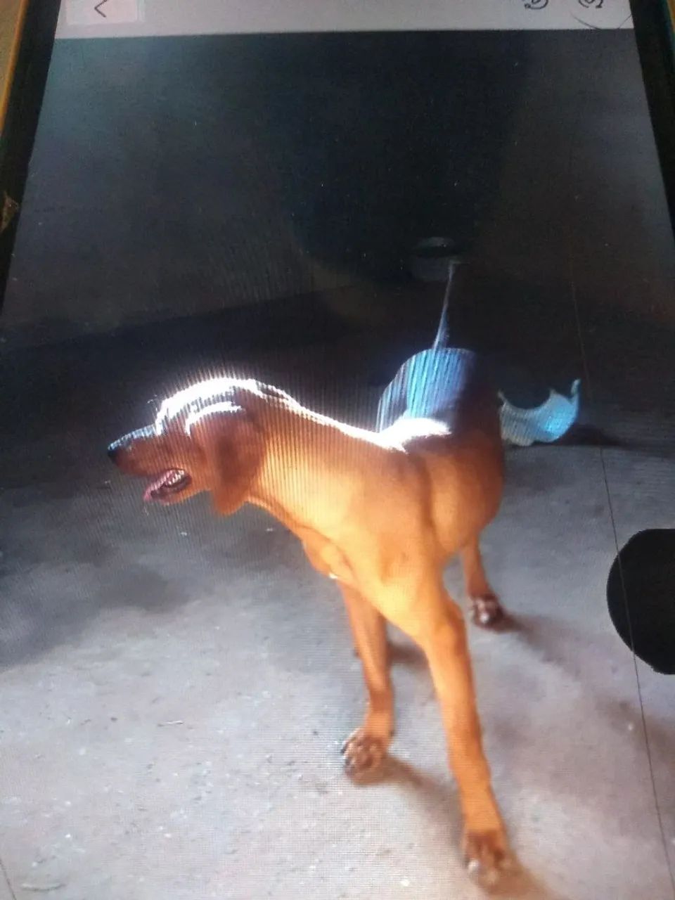 Cachorro americano  - Foto 2