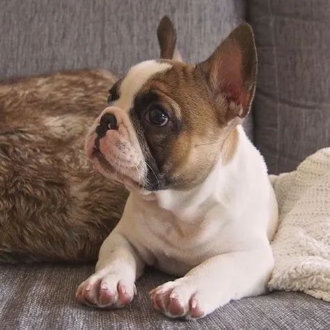 Bulldog frances saudavel 