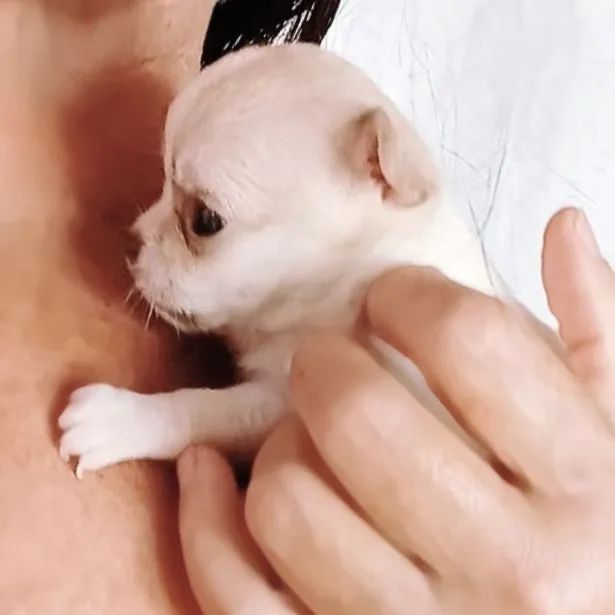 Chihuahua ppp