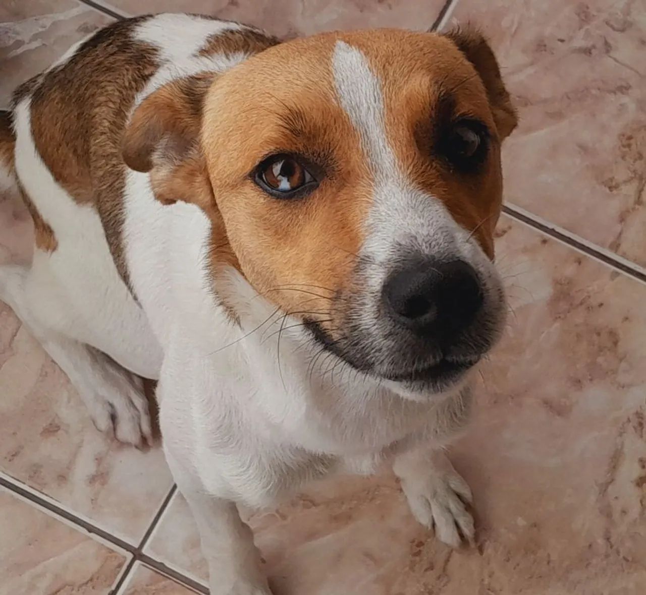 Adoção - Foto 2