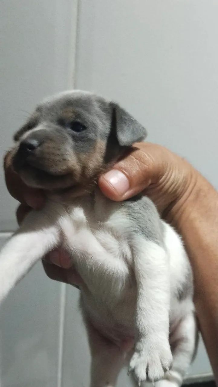 Fox Paulistinha  - Foto 2