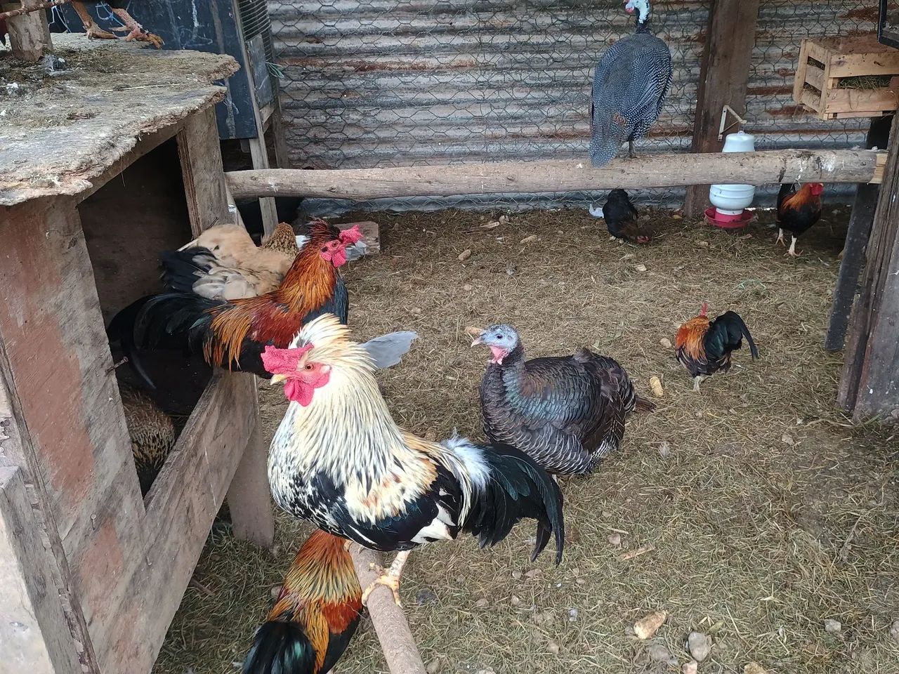 Aves - Foto 2