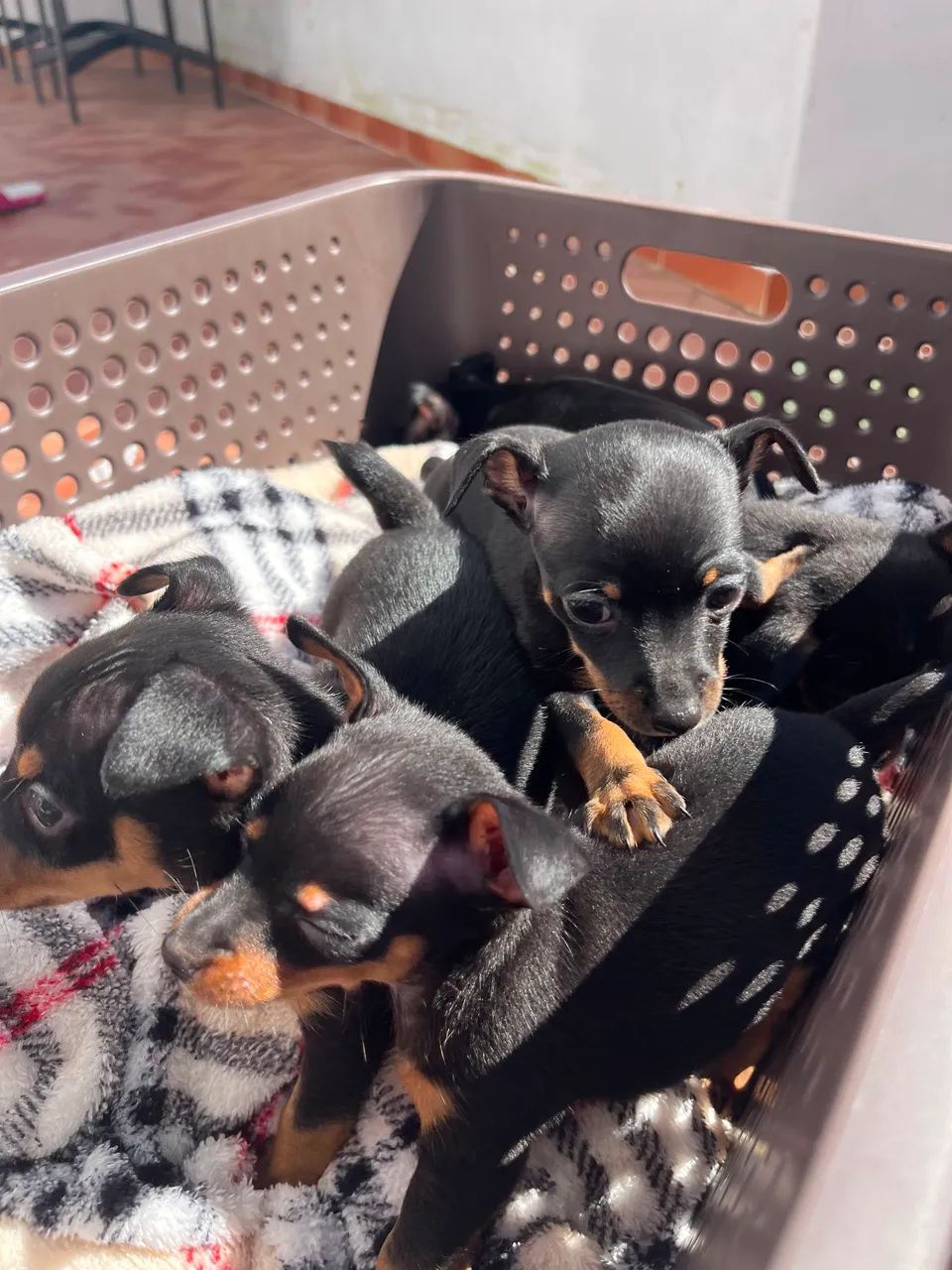 pinscher 0 - Foto 3