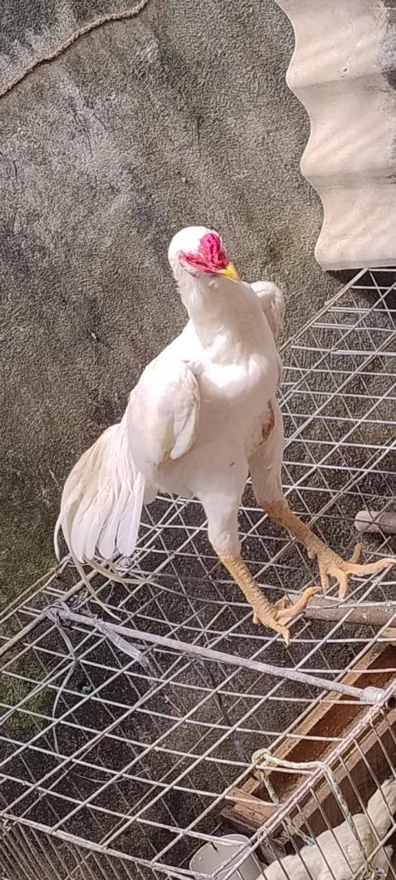 Galo preto da raça Mura 4,5 kg ideal para reprodutor salta filh brancos r$600 em até 3x - Foto 5