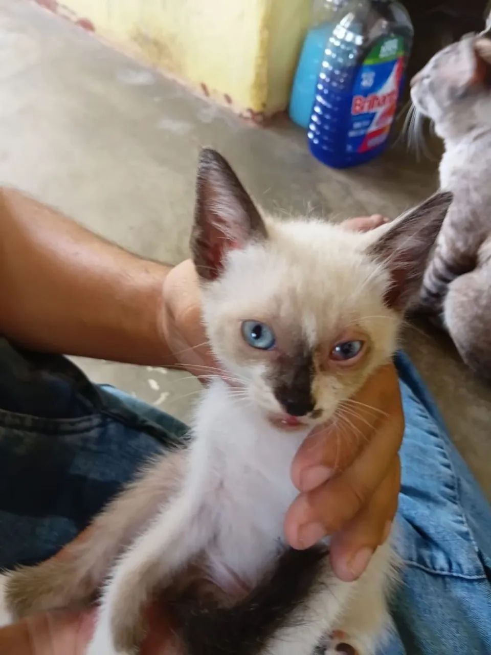 Gatinho de quase 2 meses  - Foto 4