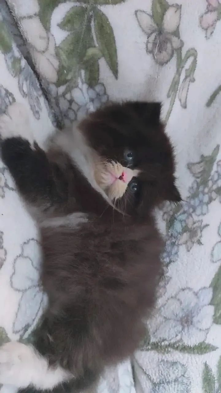 Gato persa  - Foto 5