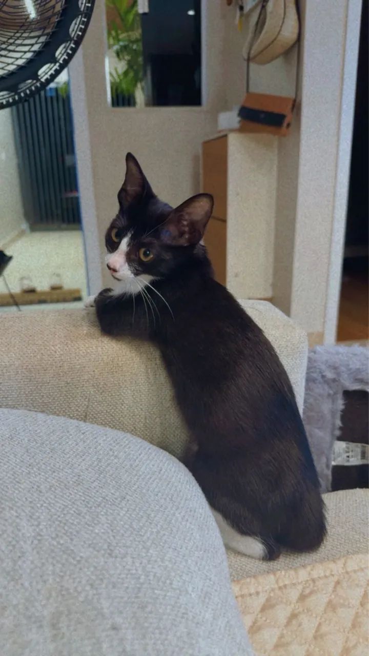 Gata adoção responsável  - Foto 2