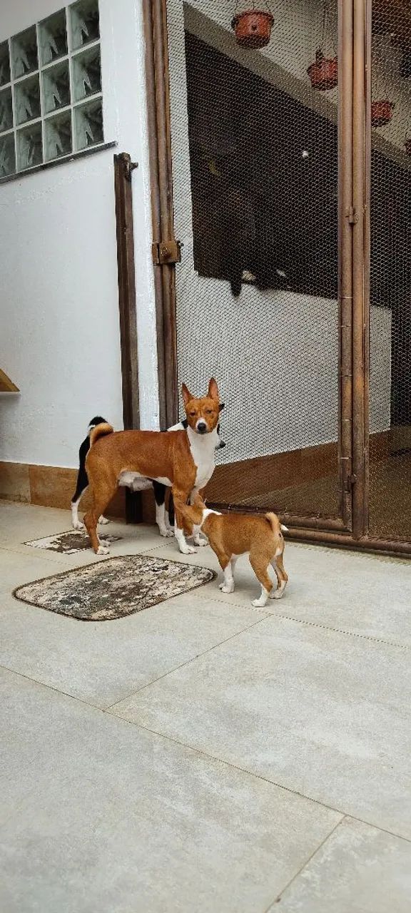 Filhotes de Basenji - Foto 4