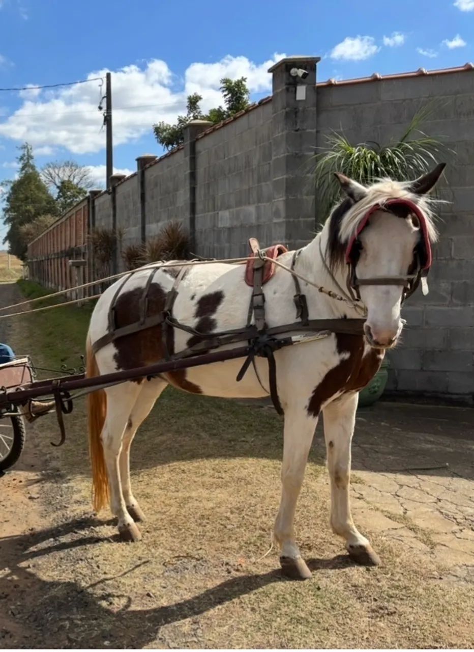 Égua Campolina 