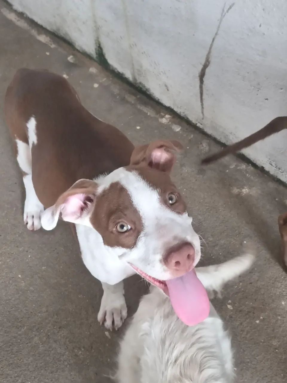 Vende-se um Pitbull  - Foto 3