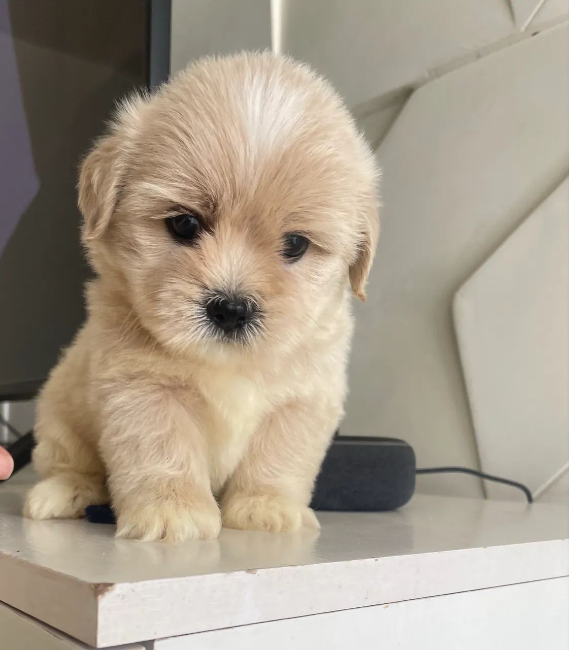 Poodle com shihtzu macho - Foto 3