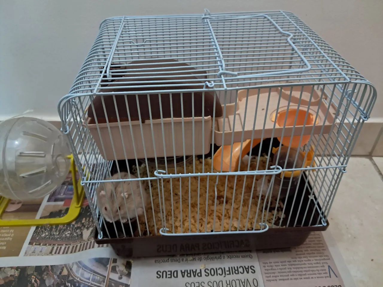 Pet - Foto 5