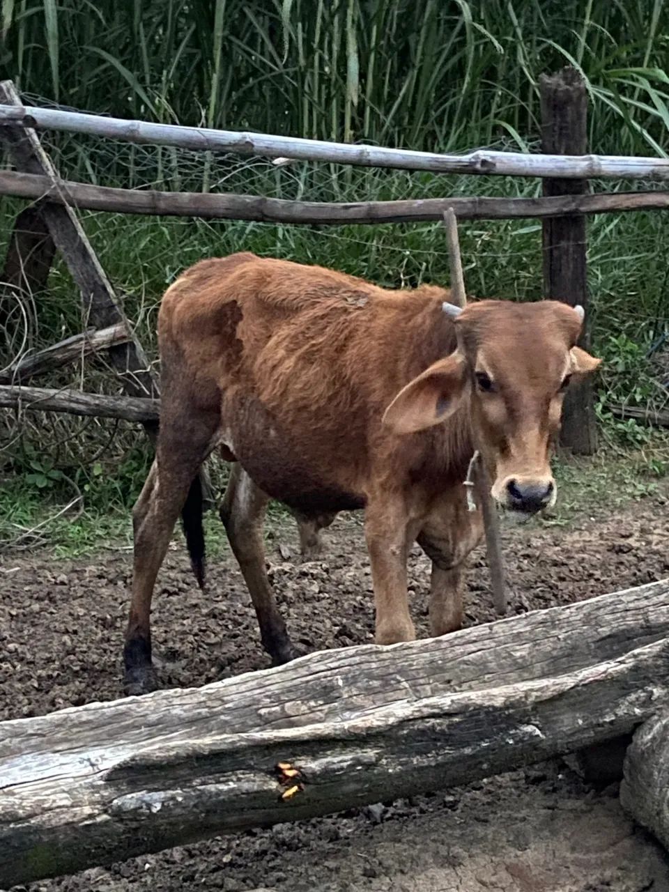 Vaca, novilha e bezerro 