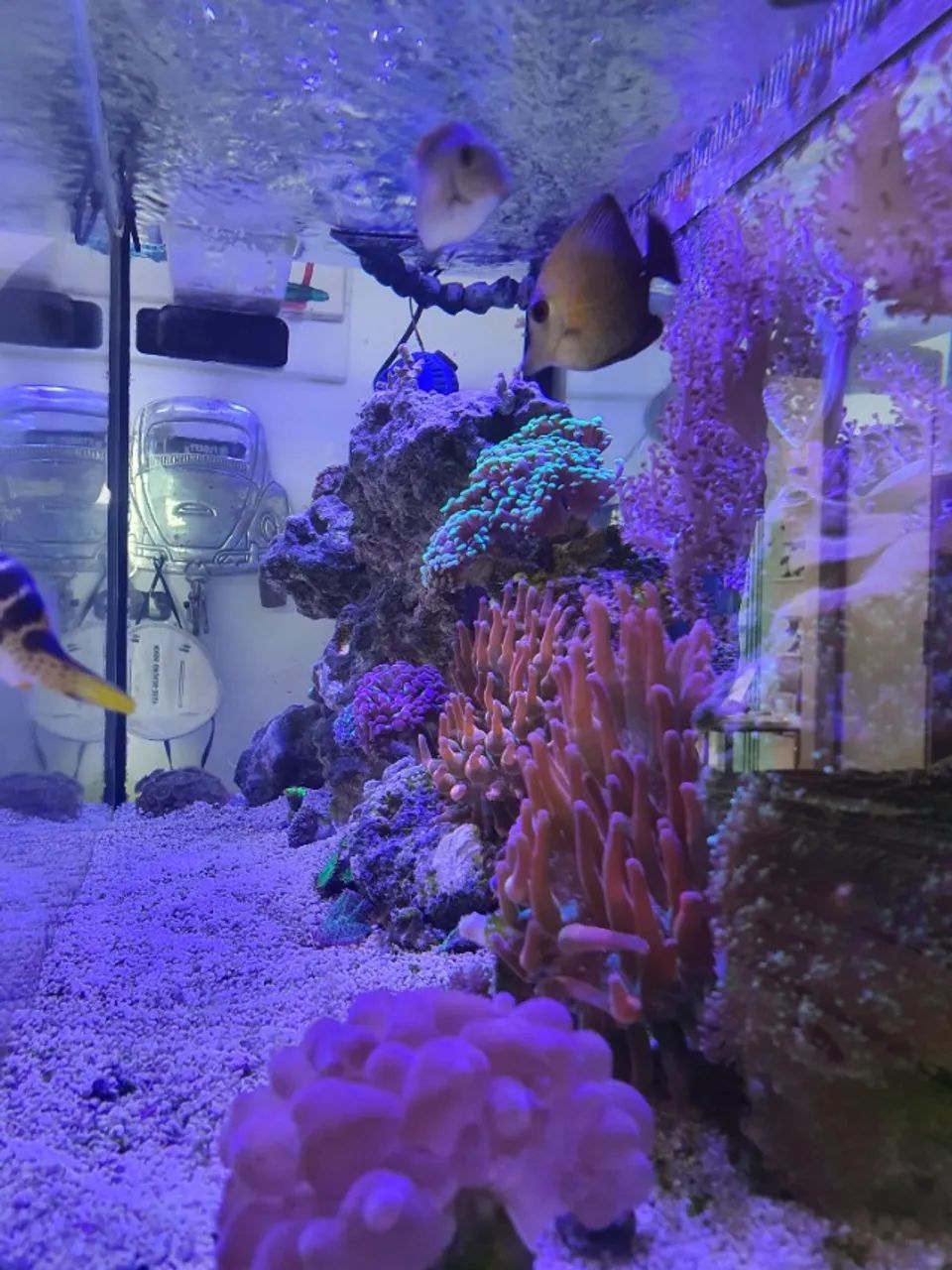 aquario - Foto 5