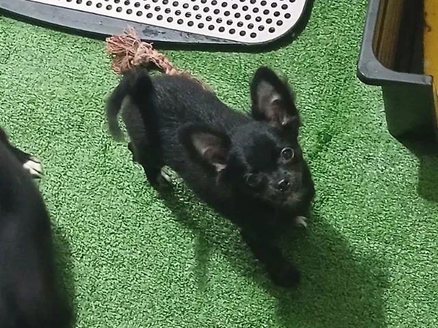 chihuahua machinho 