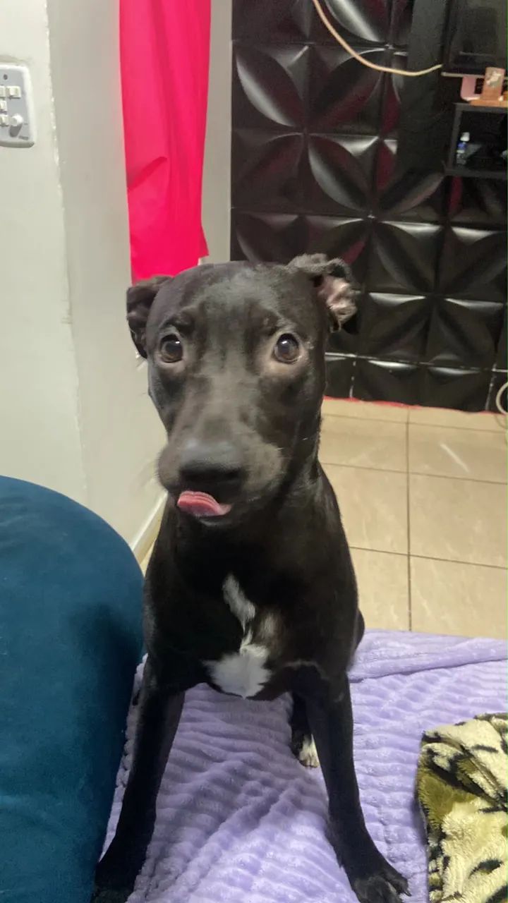 Adoção Responsável 