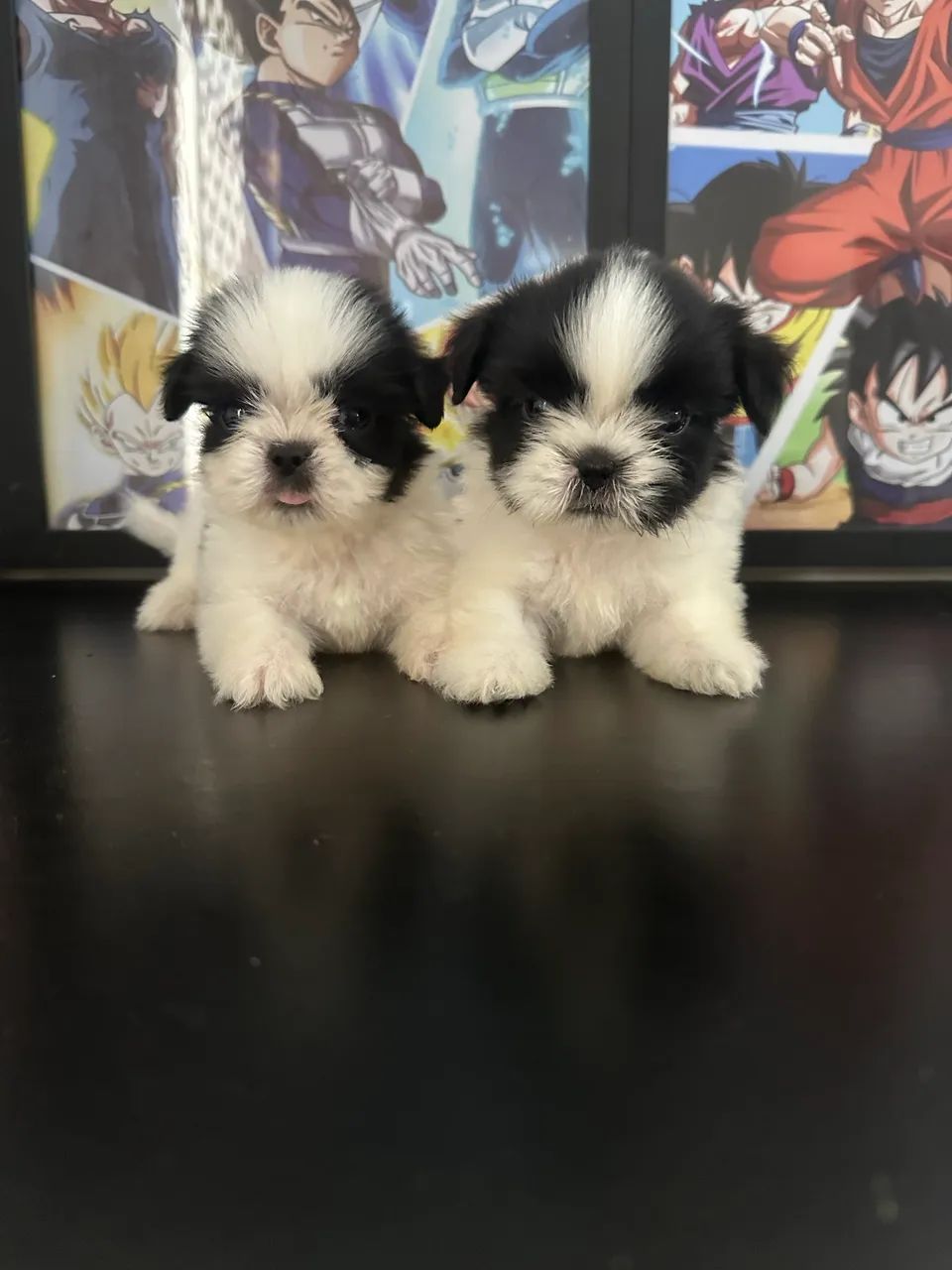 Shihtzu 