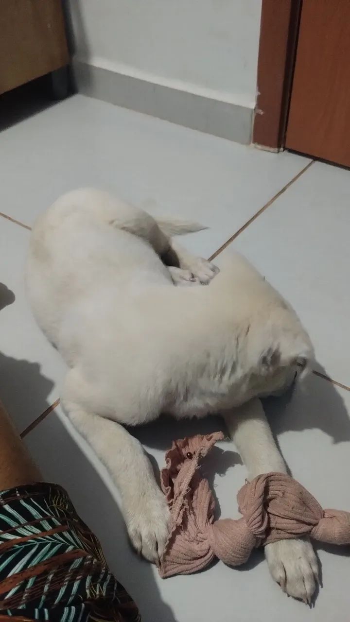 Husky siberiano. - Foto 3