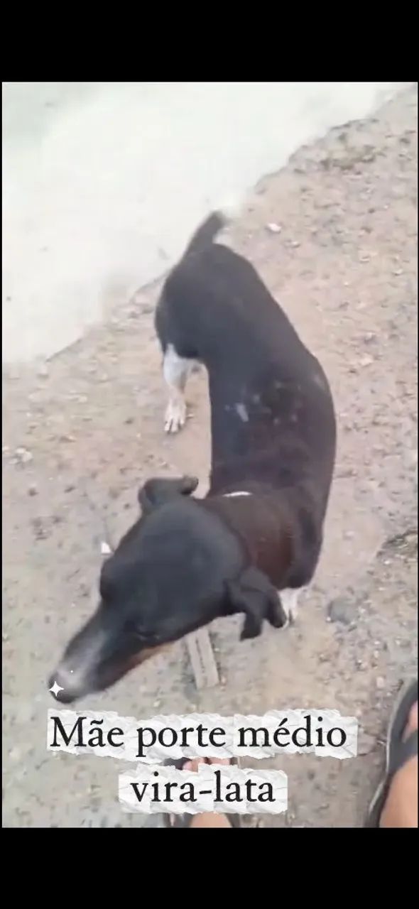 ADOÇÃO MÃE PORTE MEDIO VIRA LATA