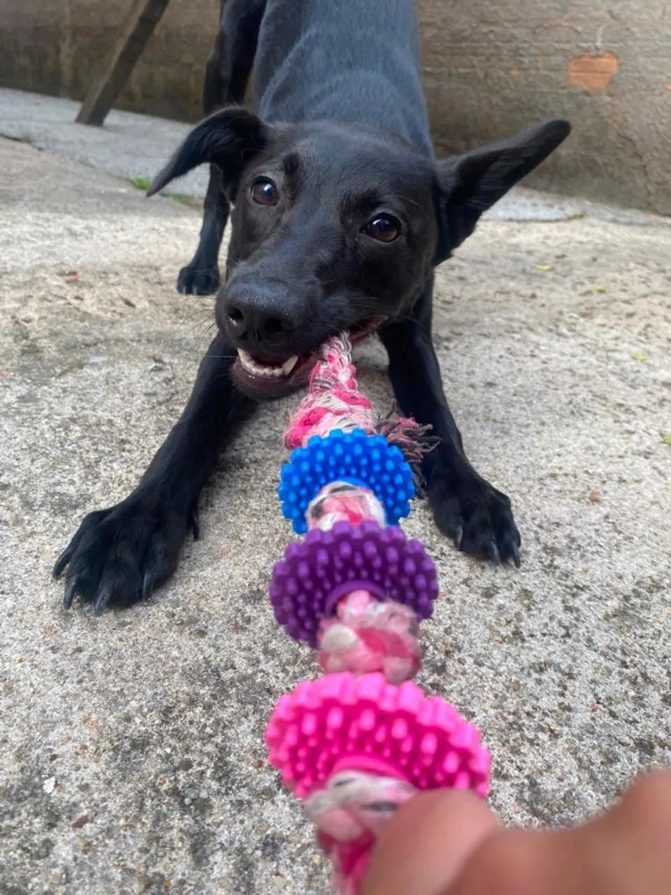Cachorrinha pra doação - Foto 3