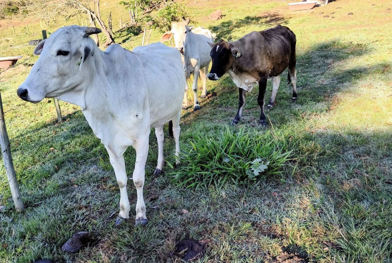 3 Vacas - Foto 2