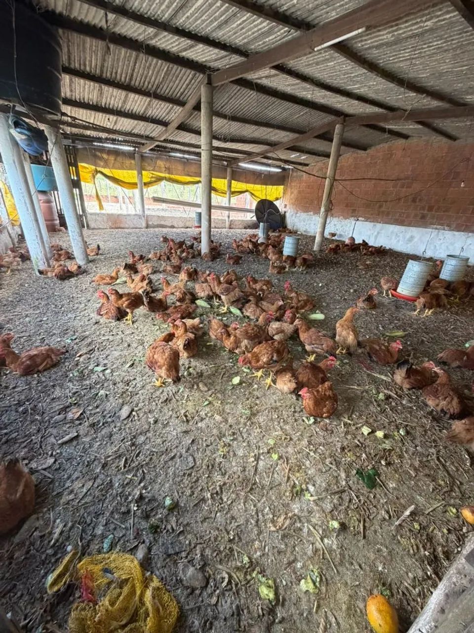Galinha caipira a venda - Foto 4