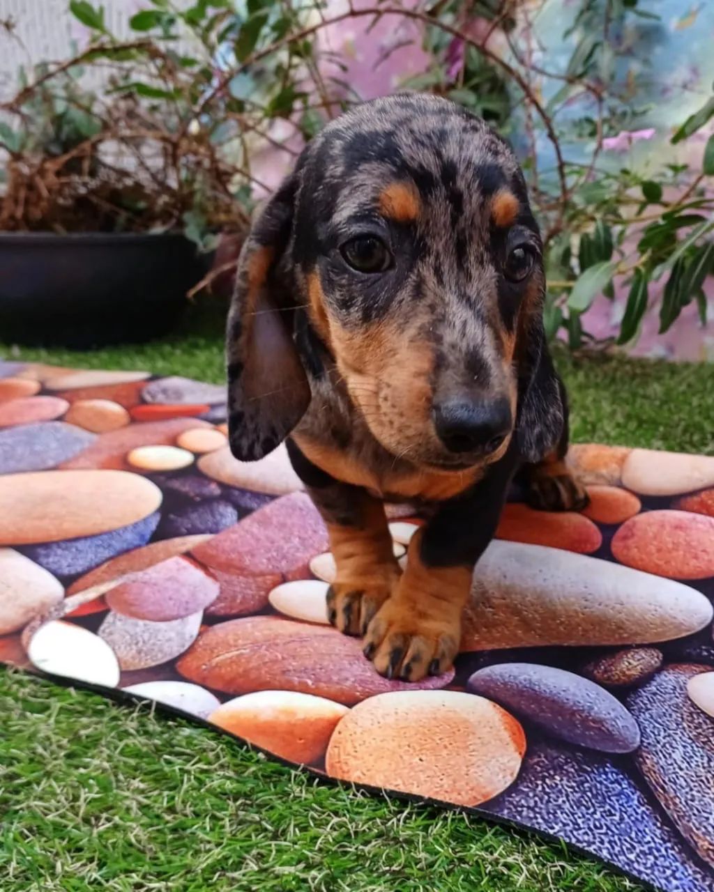 Dachshund macho  - Foto 2